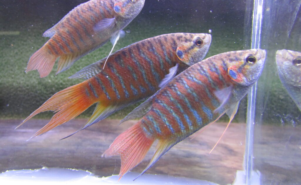 Paradise Fish